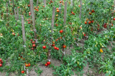 Bahçede büyüyen domates çalılar hattı