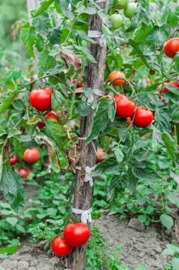 Bahçede büyüyen domates bush