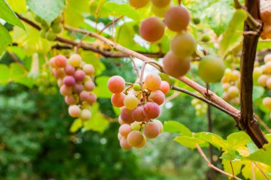 Brunch üzerinde üzüm demet