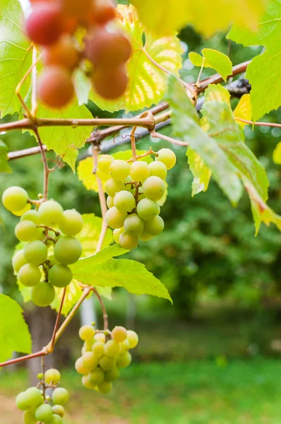 Bunch of grapes ripen on a brunch — Stock Photo, Image