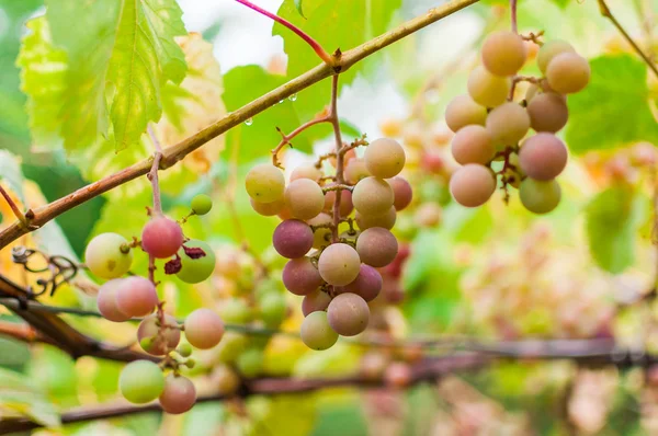 Bunch of grapes ripen on brunch — Stock Photo, Image