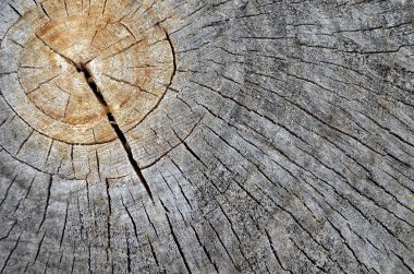 ahşap bölümü doku