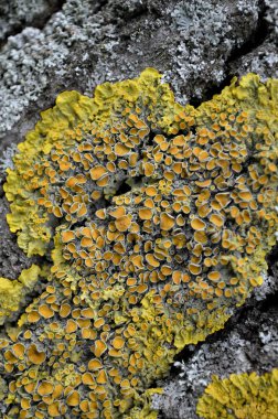 Ahşap üzerine liken