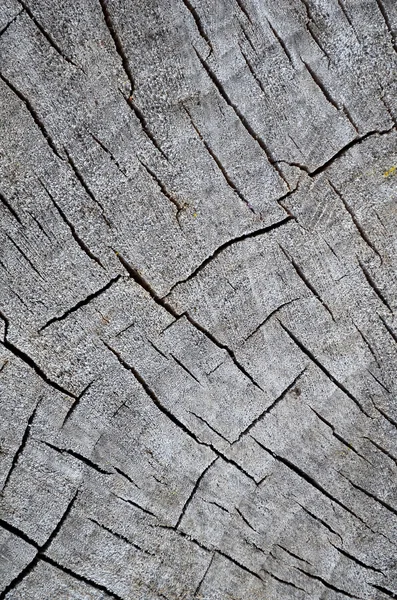 wood section texture colored