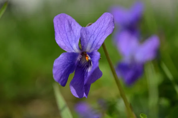 odorata pansy viola flower