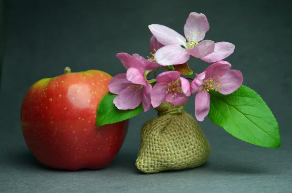 Fresh flowers apple — Stock Photo, Image