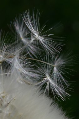 karahindiba tohum makro