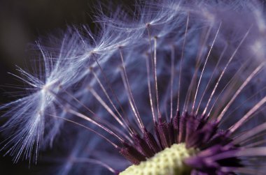 Güneşli bir karahindiba makro