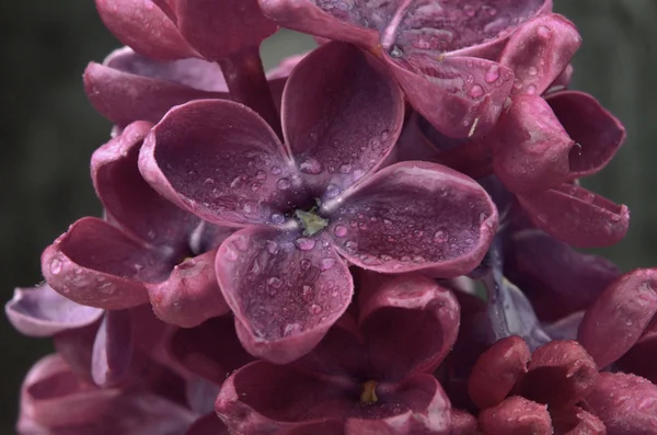 Сиреневый Макро Цветок — стоковое фото