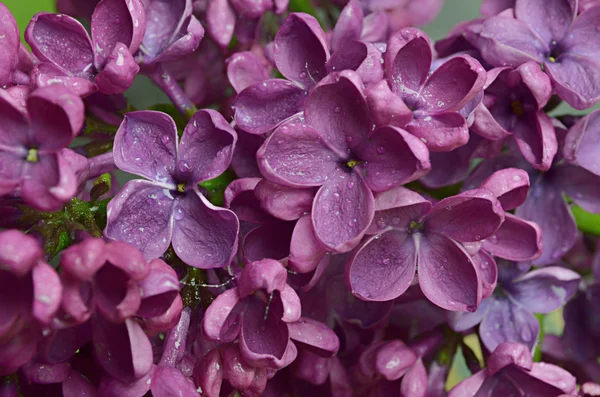 バイカウツギの花の組成 — ストック写真