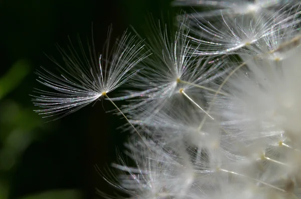 Semillas de diente de león macro — Foto de Stock