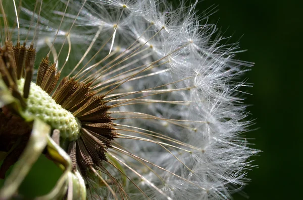 Löwenzahnsamen-Makro — Stockfoto