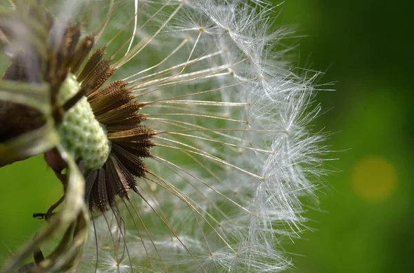 Semi di tarassaco macro — Foto Stock