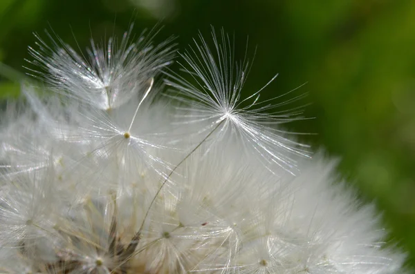 Dandelion seeds macro — Stock Photo, Image