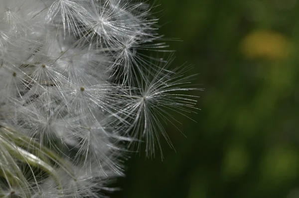 Dandelion macro on a sunny day — Stock Photo, Image