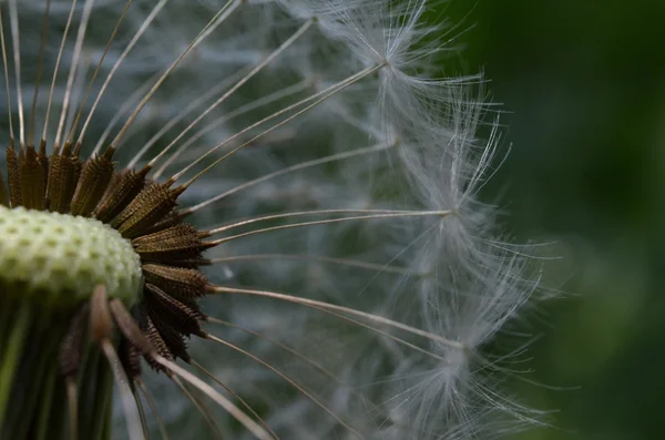 Dandelion macro on a sunny day — Stock Photo, Image