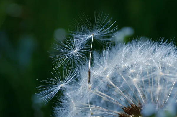 在阳光明媚的日子里, dandelion 宏 — 图库照片