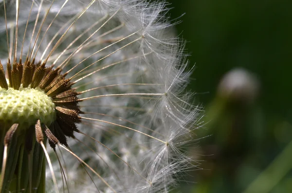 在阳光明媚的日子里, dandelion 宏 — 图库照片