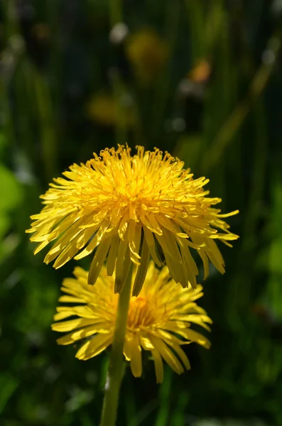 種をまくアザミの花 — ストック写真