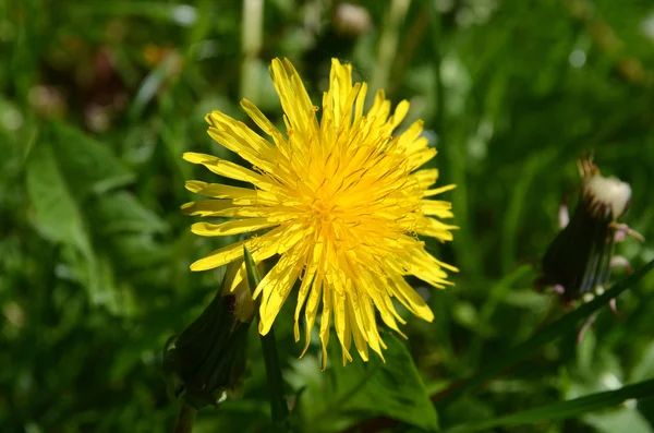 Chardon Marie Fleur Pissenlit Sesonal — Photo