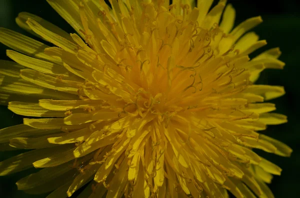 Chardon-Marie fleur — Photo