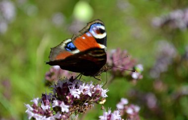 renkli kelebek doğa