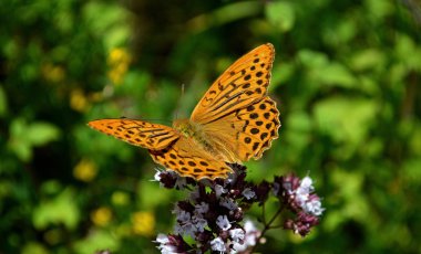 renkli kelebek doğa