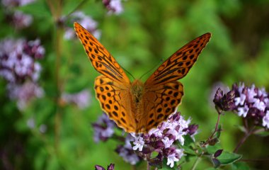 renkli kelebek doğa