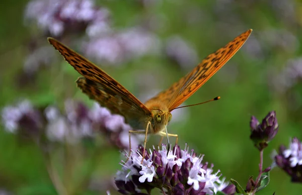 Ein farbiger Schmetterling — Stockfoto