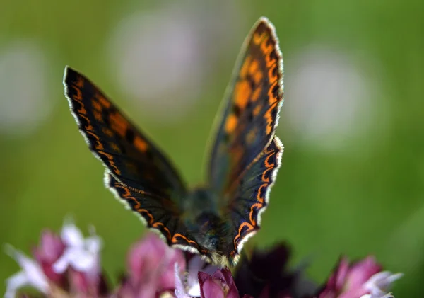 Uma borboleta a cores — Fotografia de Stock