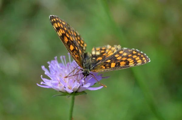 Ein farbiger Schmetterling — Stockfoto