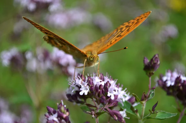 Kolor motyl natura — Zdjęcie stockowe
