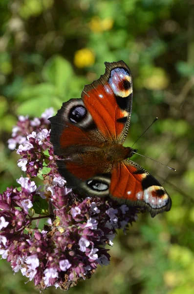 Cor borboleta natureza — Fotografia de Stock