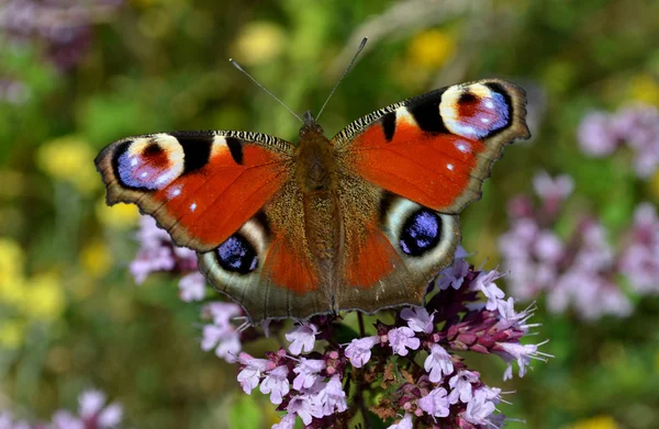 Cor borboleta natureza — Fotografia de Stock