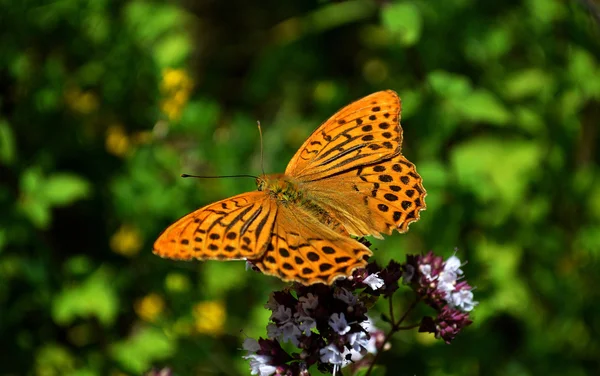 Cor borboleta natureza — Fotografia de Stock