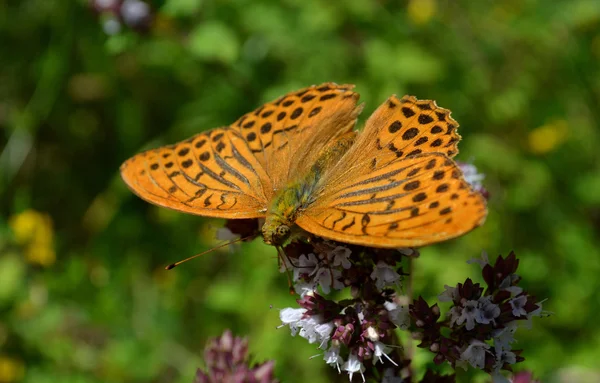 Колір метелик природи — стокове фото