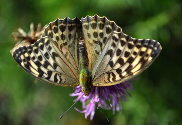 Farbe Schmetterling Natur — Stockfoto