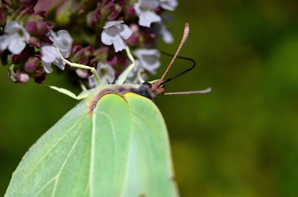 Бабочка-природа — стоковое фото