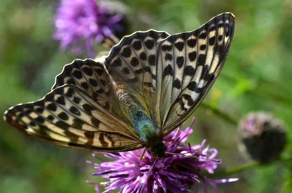 Cor borboleta natureza — Fotografia de Stock