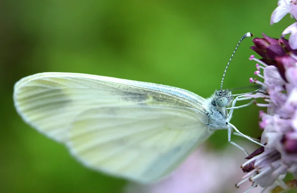 Cor borboleta natureza — Fotografia de Stock