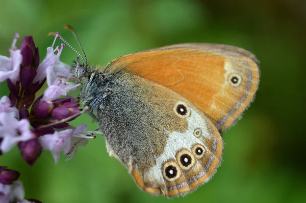 Cor borboleta natureza — Fotografia de Stock
