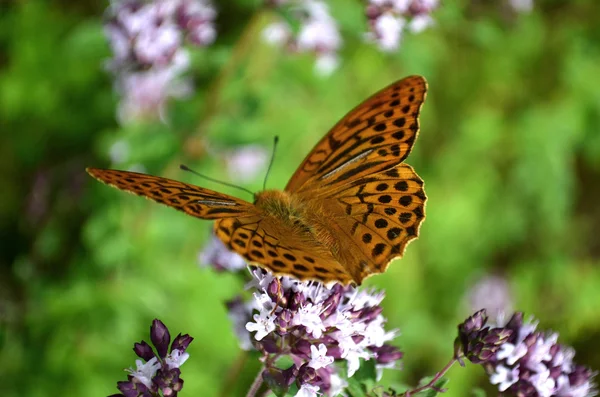 Cor borboleta natureza — Fotografia de Stock