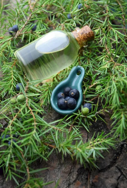 Juniperus Oil Aromatherapy Bio Roganic — 图库照片
