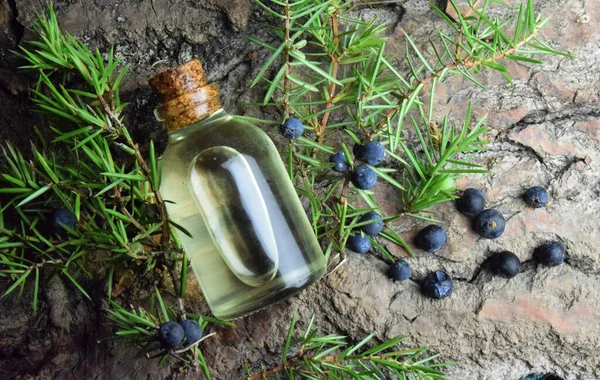 Juniperus Oil Aromatherapy Bio Roganic — 图库照片