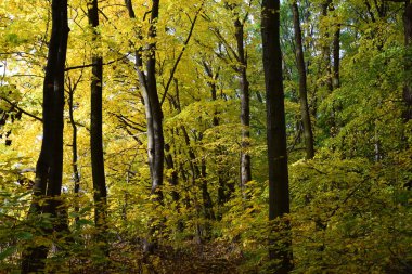 Sonbahar ağaçları sesonal renkler