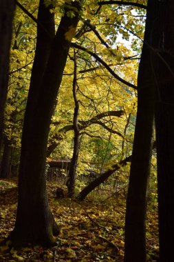 Sonbahar ağaçları sesonal renkler