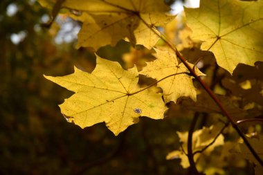 Sonbahar yaprakları sesonal renklere bürünür