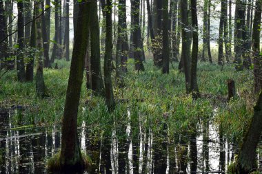 Sonbahar ağaçları sesonal renkler