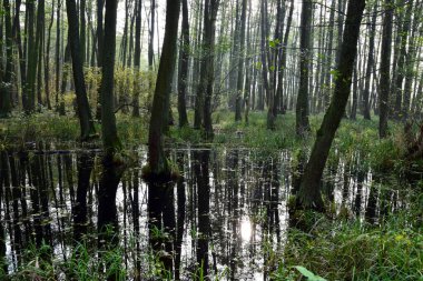 Ağaçları su basmış sonbahar kızılı bataklık ormanı