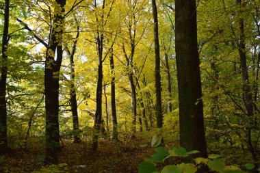 Sonbahar ağaçları sesonal renkler